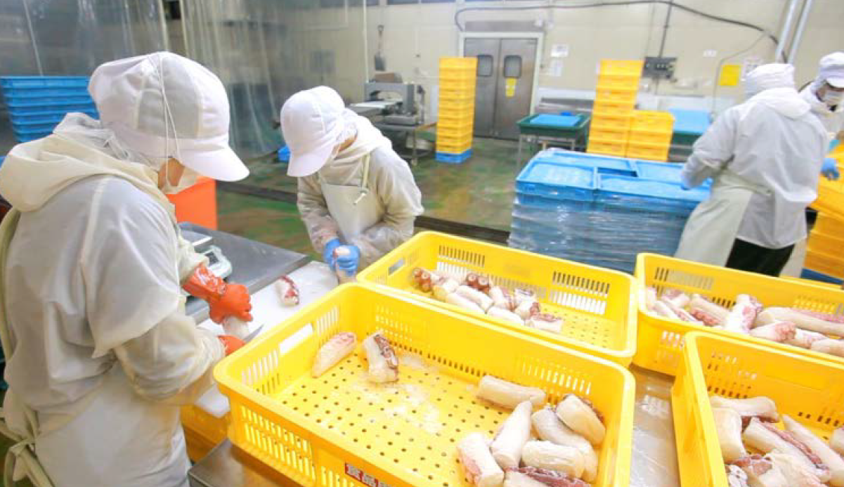 太平洋沿岸に位置する白糠漁港で水揚げされた新鮮なタコを加工・直送