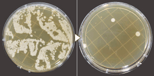 電解水を洗濯水として使用した際の除菌効果